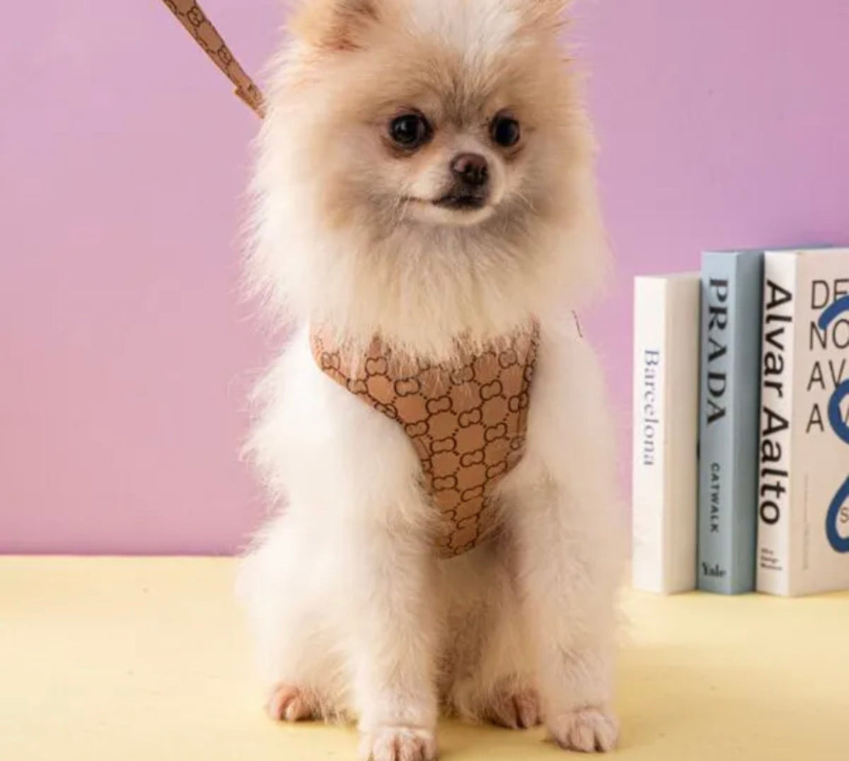 Ensemble Harnais et Laisse Gigi pour chien | Tenue de promenade pour chien