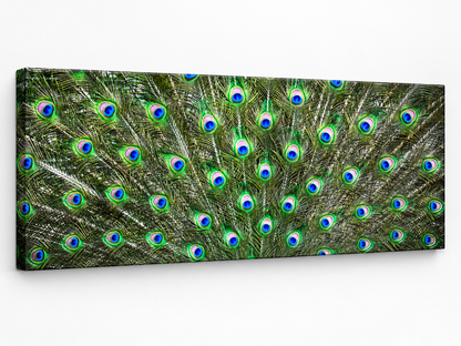 Peacock Feathers | Nature Canvas Wall Art
