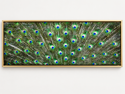 Peacock Feathers | Nature Canvas Wall Art