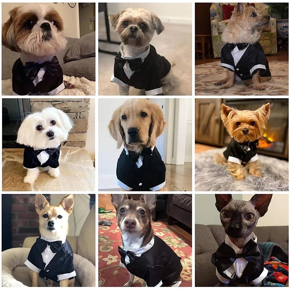 Ensemble deux pièces Midnight Regent pour chien | Tenue de soirée pour chien