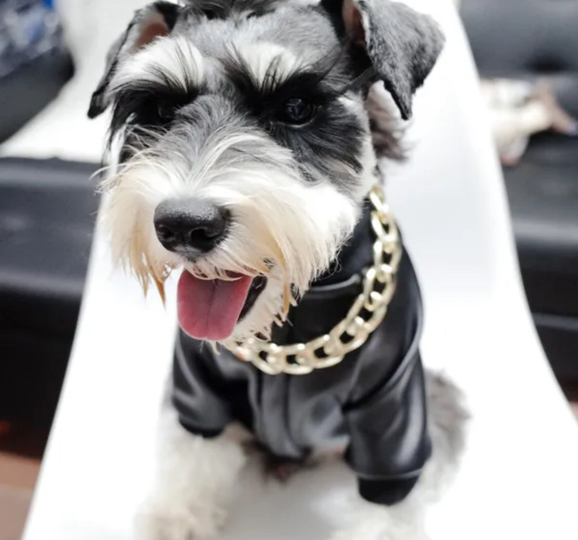 Blouson en cuir pour chien « Boujee » | Veste pour chien pour temps froid