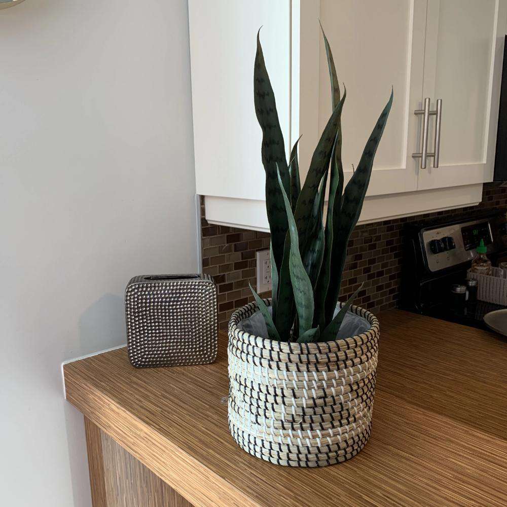 Dezi Sansevière Artificielle Serpentine Vert Foncé en Pot 53 cm