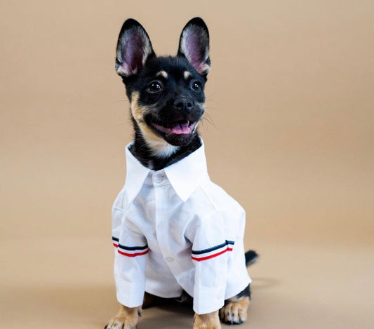 T-shirt Roscoe pour chien – T-shirt blanc classique pour chiens