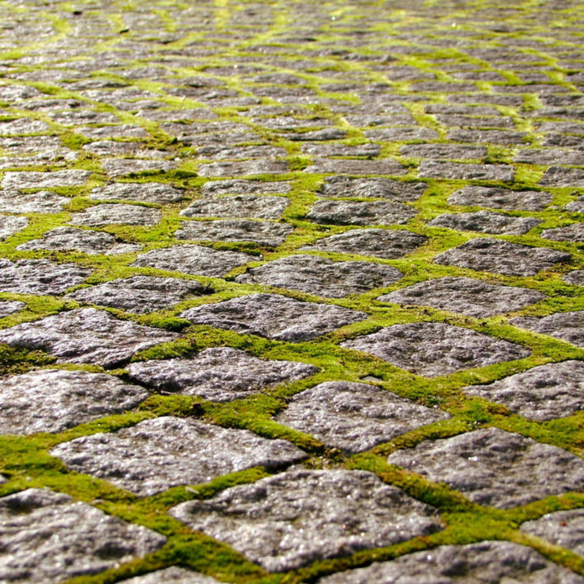 Native Boreal Mix Growable Moss for the Shade