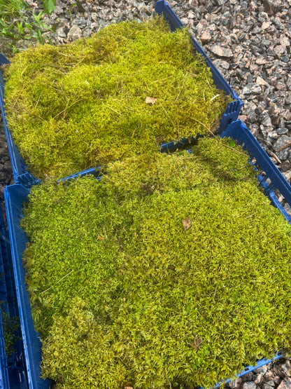 Mousse forestière canadienne naturelle - Revita-Moss™ (Pleurozium schreberi)