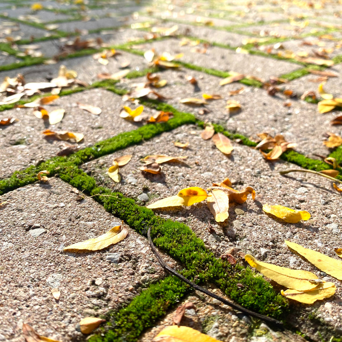 Mood Moss - Revita-Moss (Dicranum)