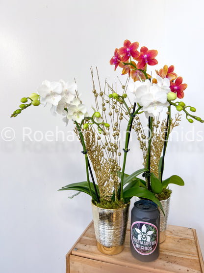 Orchidée de Noël enchantée