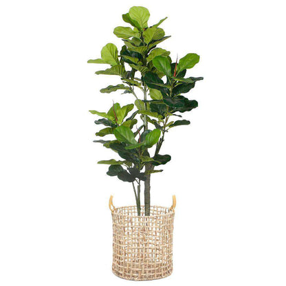 Jardinière Nénuphar Lupe