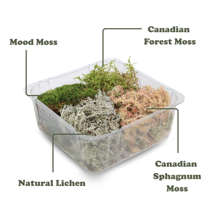 Revita-Moss™ Mixed Pack