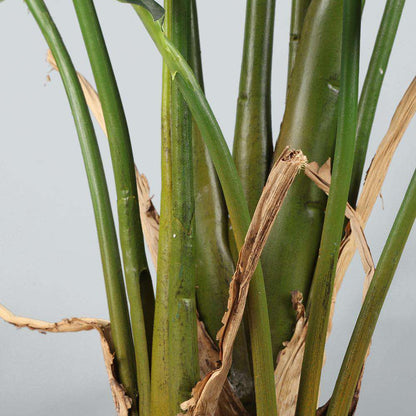 Plante en pot Monstera artificielle Rita (plusieurs tailles)