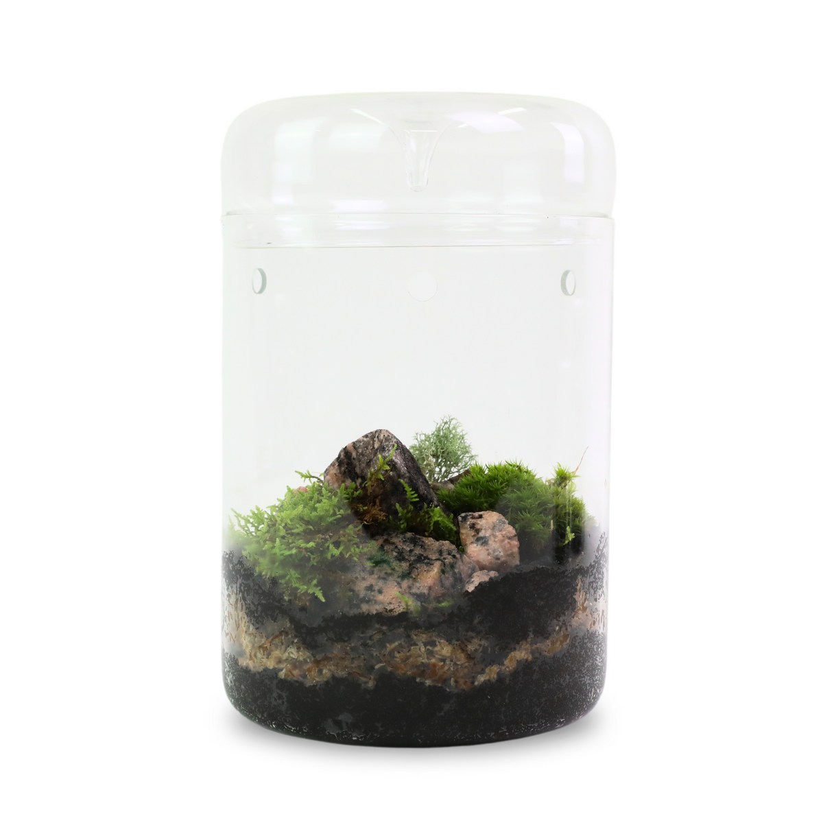 Natural Canadian Reindeer Moss - Revita™-Moss