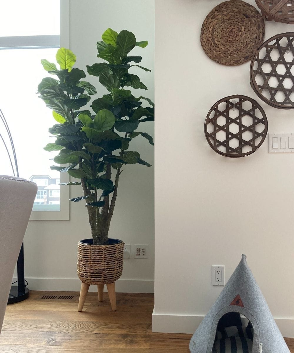 Pico Ficus Lyrata Artificiel en Pot 167 cm