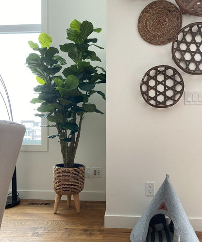 Pico Ficus Lyrata Artificiel en Pot 167 cm