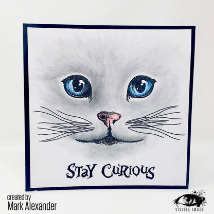 Visible Image Curious Cats - Set de Tampons A6