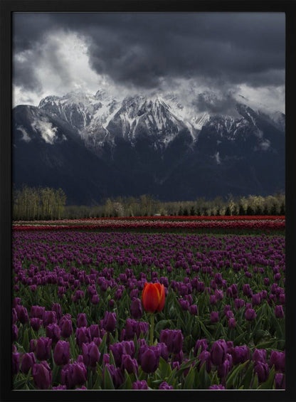 Wall art Tulip in Vancouver, Canada