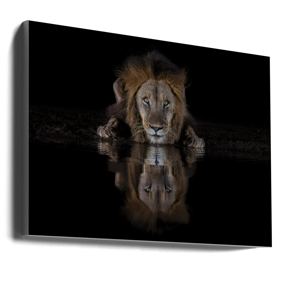 Lion Drinking with a Dark Water Reflection Canvas Wall Art | A Lion at The Night