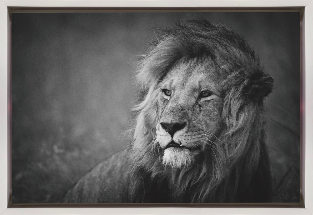 Wall art Regal. Lion