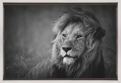 Wall art Regal. Lion