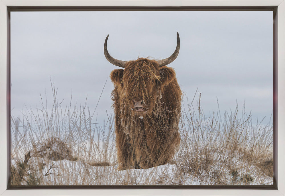 Wall Art Highlander in Snow
