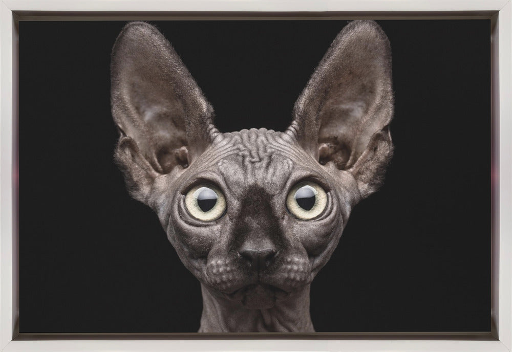 Wall art Sphynx Cat