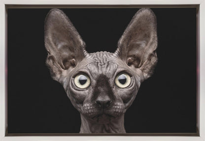 Wall art Sphynx Cat