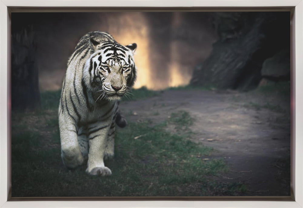White Tiger Walking through a Dark Landscape Canvas Wall Art | White walker