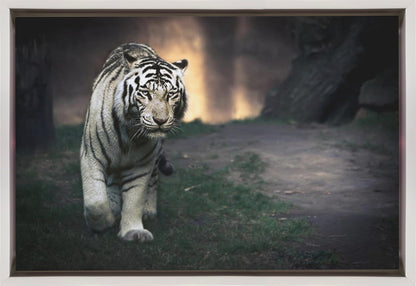White Tiger Walking through a Dark Landscape Canvas Wall Art | White walker