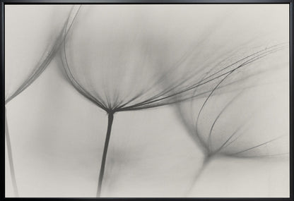Wall art Tragopogon
