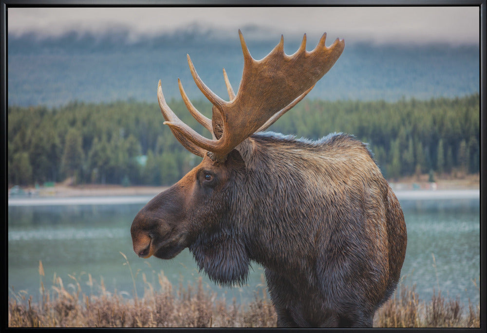 Wall art Moose