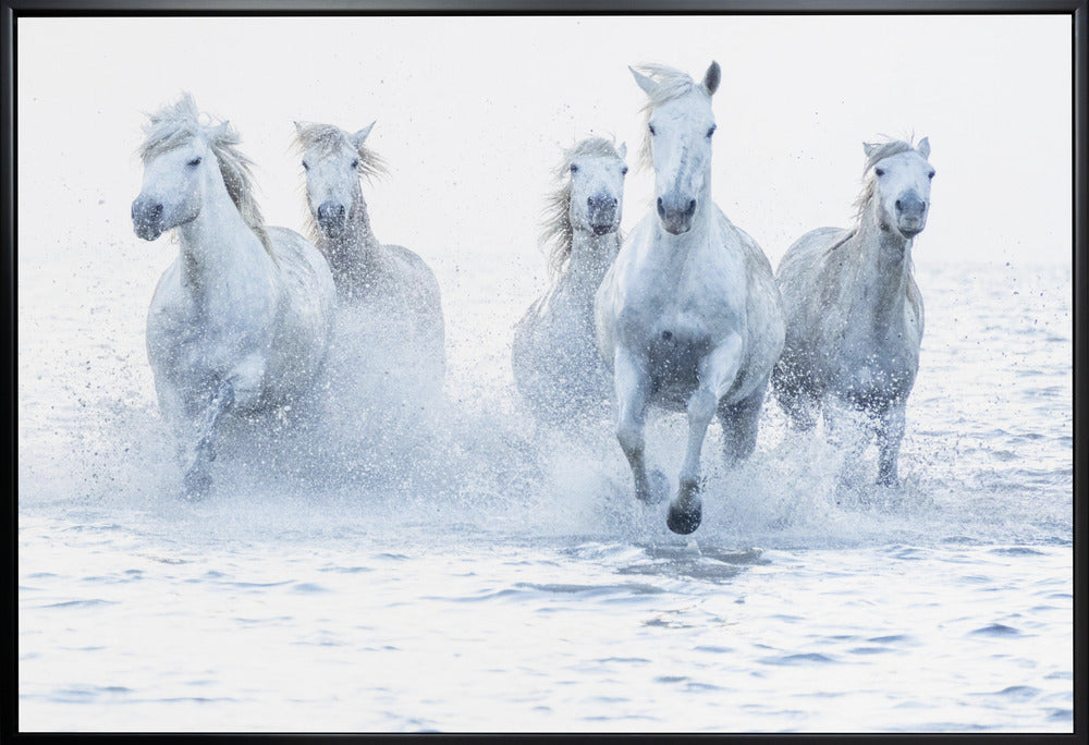 White Horses Running Through Water Canvas Wall Art | Horses on the Run