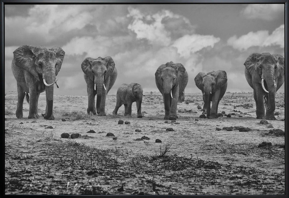 Wall art Big Family. Elephants