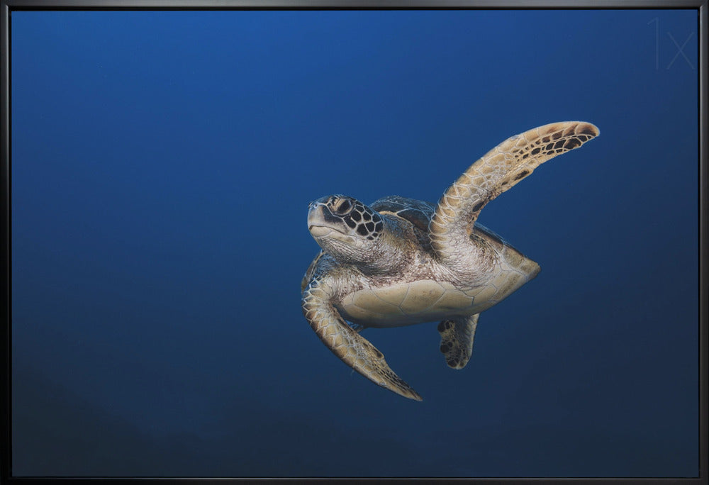 Art mural Tortue verte