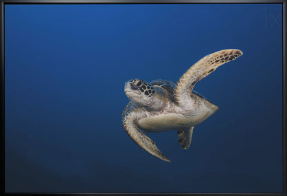 Art mural Tortue verte