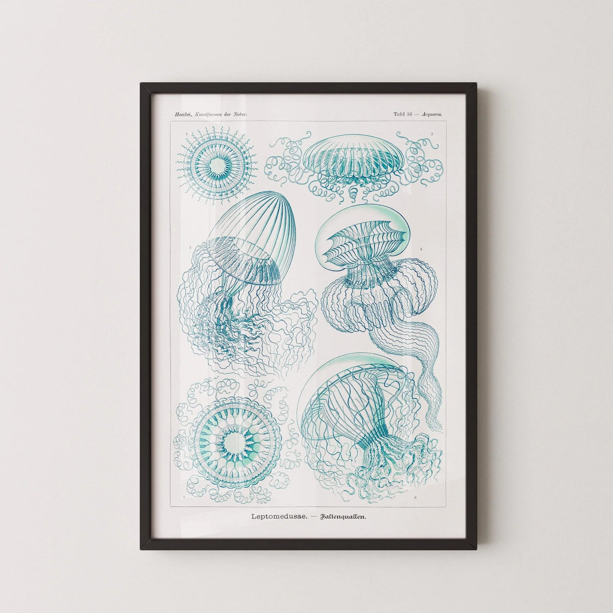 Ernst Haeckel Jellyfish Print: Vintage Marine Life Art