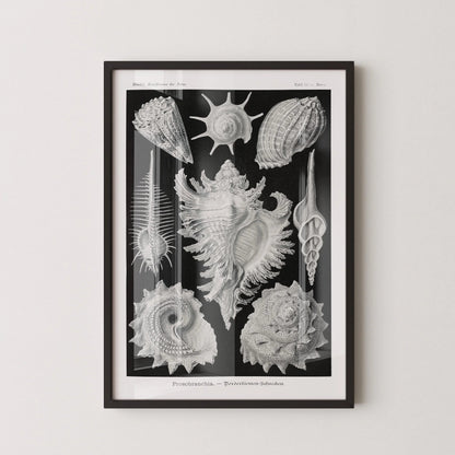 Ernst Haeckel Shells Art Print: Black and White Marine Life