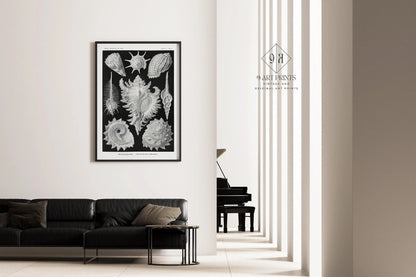 Ernst Haeckel Shells Art Print: Black and White Marine Life