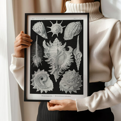 Ernst Haeckel Shells Art Print: Black and White Marine Life