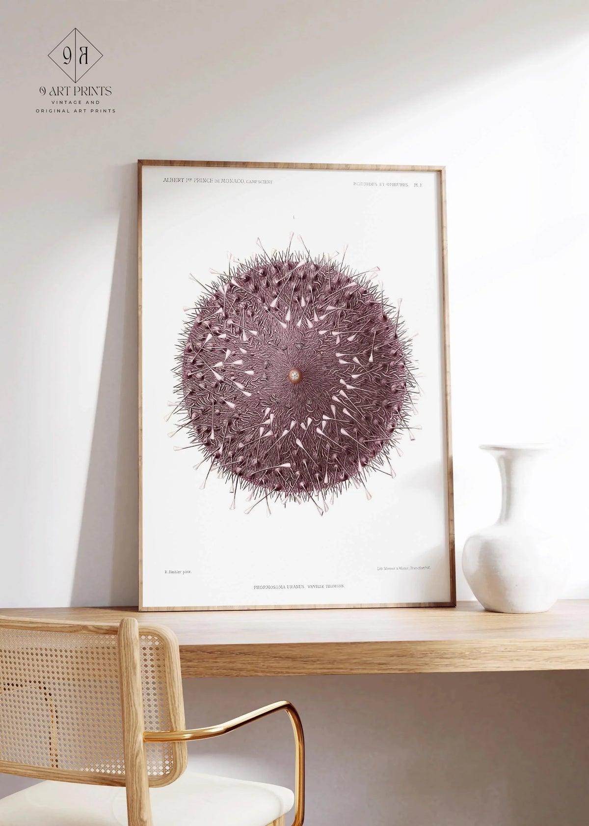 Vintage Sea Urchin Print: Prince Albert I Illustration, Marine Life Art