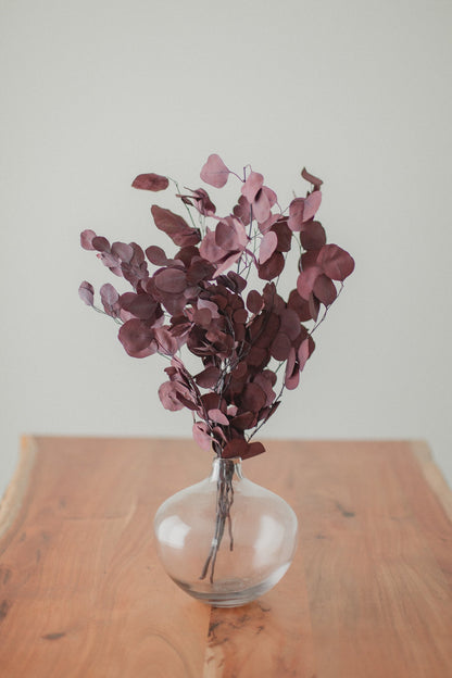 Bouquet d'eucalyptus Dollar d'argent stabilisé