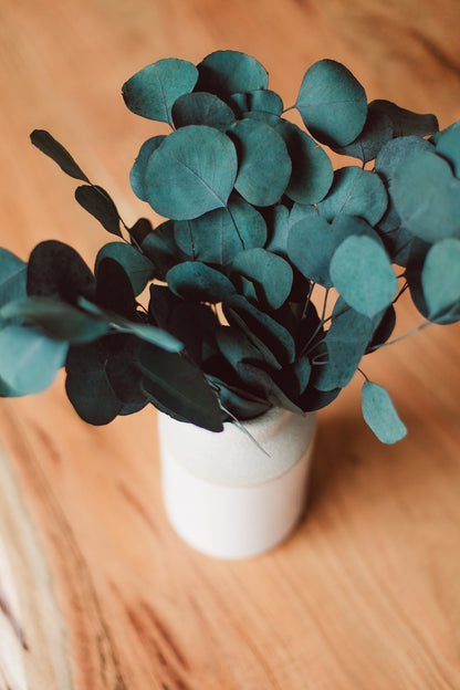 Bouquet d'eucalyptus Dollar d'argent stabilisé