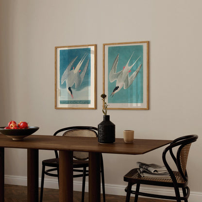 J. J. Audubon STATEMENT DUO Bird Prints - Greater Tern |  | available framed