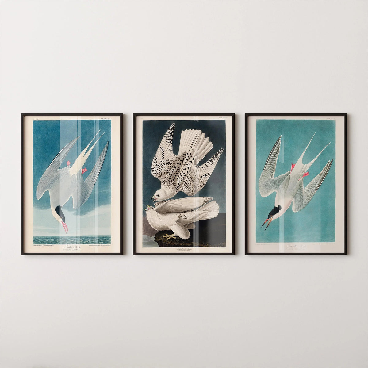 Audubon Bird Prints: Arctic Tern & Hawk - Museum Quality Giclee
