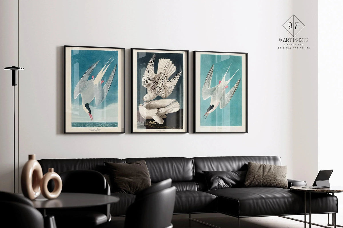 Audubon Bird Prints: Arctic Tern & Hawk - Museum Quality Giclee