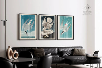Audubon Bird Prints: Arctic Tern & Hawk - Museum Quality Giclee