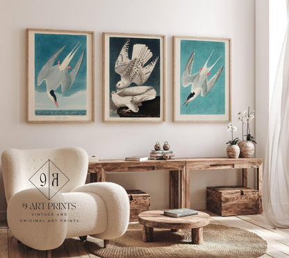 Audubon Bird Prints: Arctic Tern & Hawk - Museum Quality Giclee
