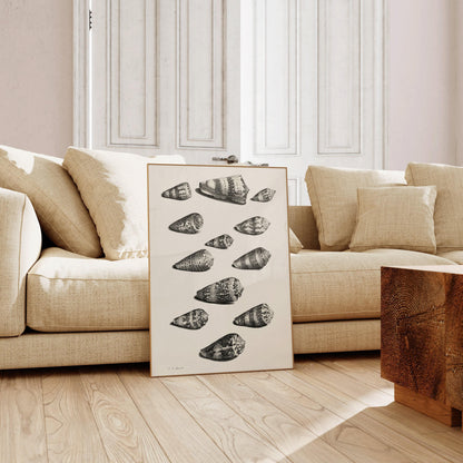 Maria Sybilla Merian Shells Print: Black and White Marine Life Art