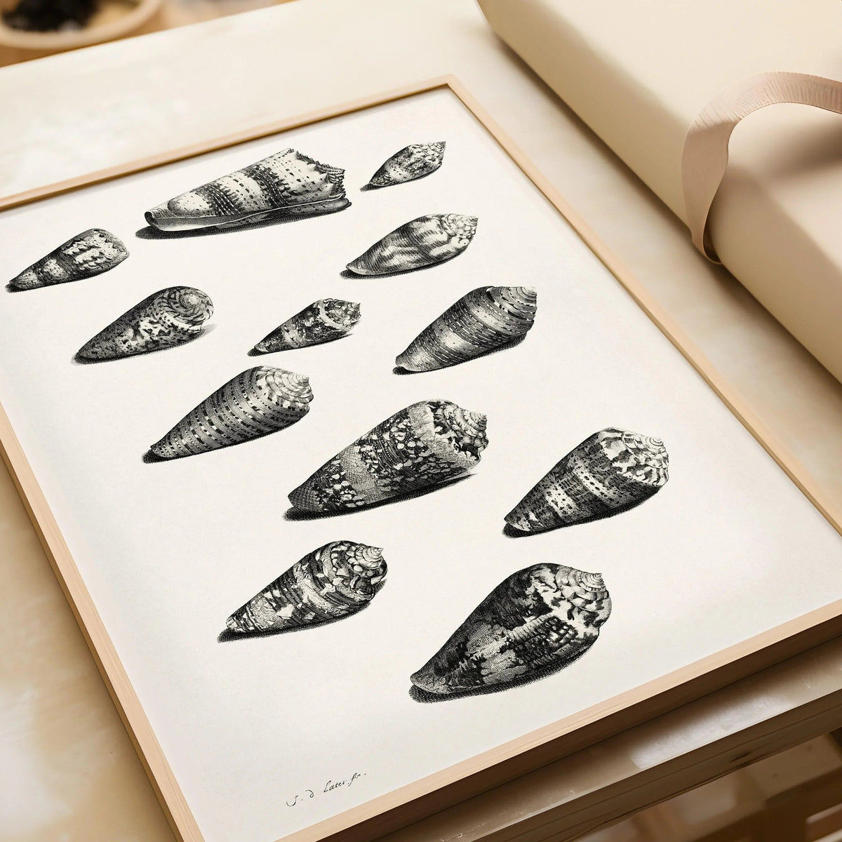 Maria Sybilla Merian Shells Print: Black and White Marine Life Art