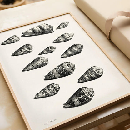 Maria Sybilla Merian Shells Print: Black and White Marine Life Art