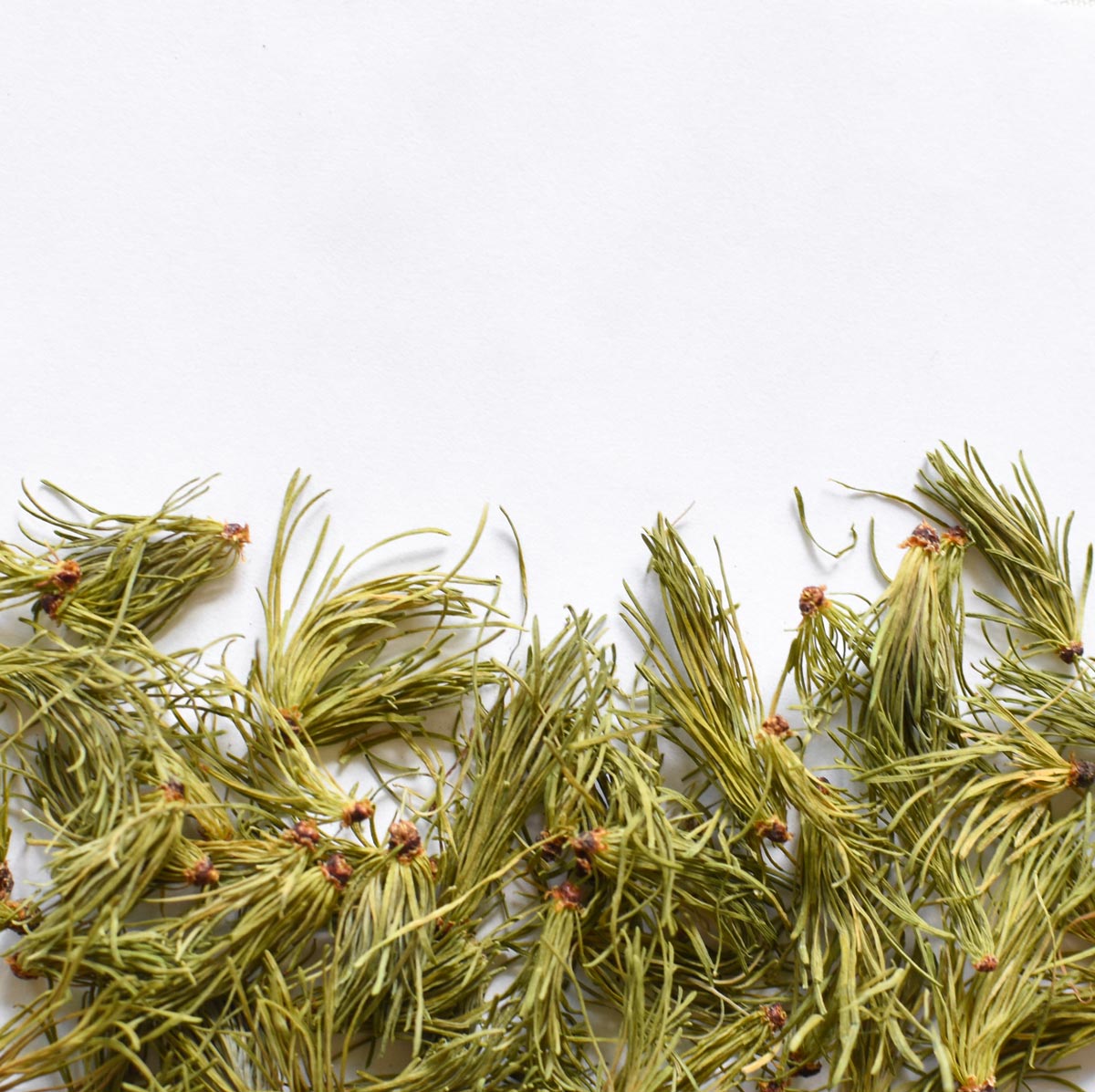 Mélèze | Aiguille entière séchée (Larix laricina)