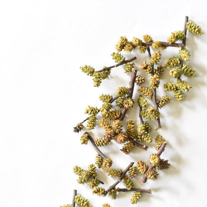 Myrique baumier | Chaton entier séché (Myrica gale)